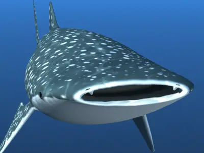 Whale Shark 3D model order