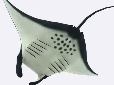 3DRT - Sealife - Manta ray Low-poly 3D model