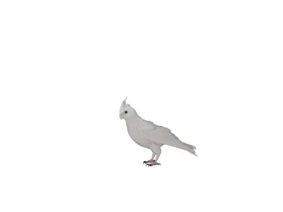 Cockatiel Parrot Bird Low-poly 3D model