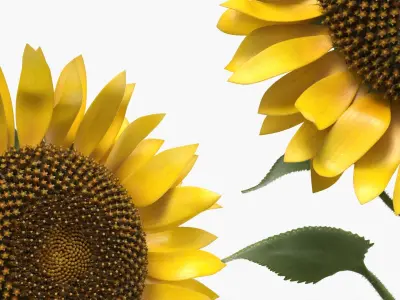 Blooming Sunflower Stem Tall Fur 3D model