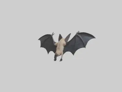 Hoary Bat flying model Low-poly 3D model