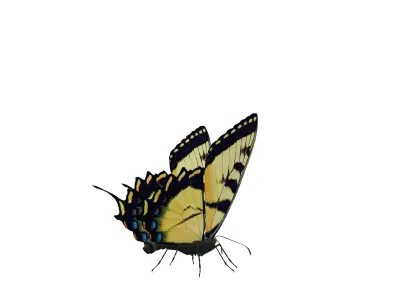 Butterfly Collection Pack 7-12 Low-poly 3D model