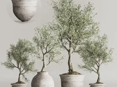 Olive Tree In Antique Pottery And Indoor Plant Set 67 3D model