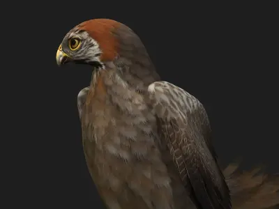 Kestrel B2 3D model