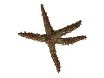 3D Starfish model 3D model