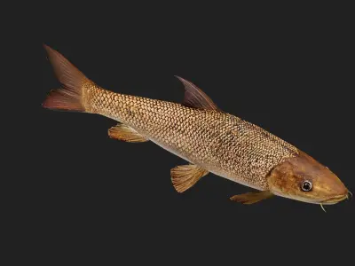 Barbel Low-poly 3D model