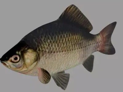 Fish Crucian Free 3D model