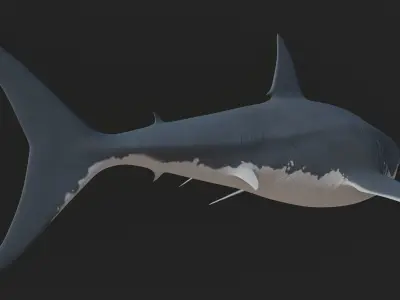 Great White Shark 3D model shop