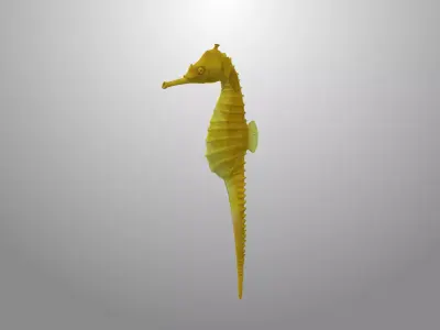 Seahorse fish 3D model Rigged Low-poly 3D model