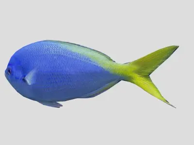 Fusilier fish Realistic Animated Low-poly 3D model
