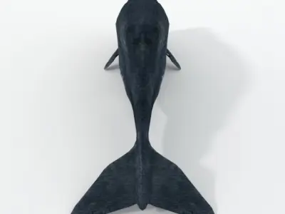 Cachalot whale Low-poly 3D model