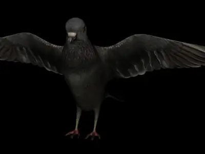 Dove 3d rigged model 3D model