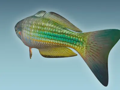 Rainbow Fish 3D model