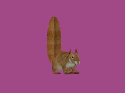 squrrel lowpoly 3d model 3D model purchase