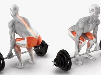 Male Muscular System Deadlift Anatomy 3D model purchase