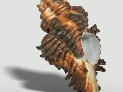 6 Sea Shell Collection Photorealistic Low-poly 3D model