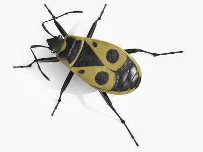  Pyrrhocoris Apterus Bug Yellow Black 