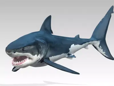 Great White Shark Low-poly 3D model 14