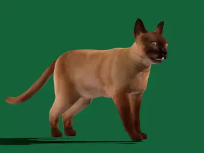 Burmese Domestic Cat Free low-poly 3D model