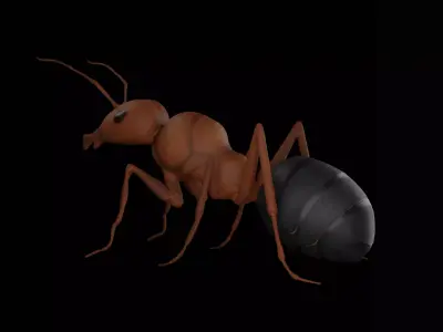 Realistic ant insect Low-poly 3D model