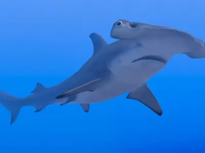 Hammerhead Shark Low-poly 3D model 6