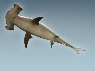 Hammerhead Shark 3D model 2