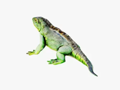 Iguana Free 3D model purchase
