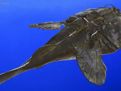 Angler Rigged for Maya 3D model
