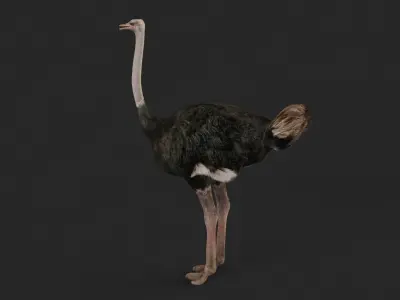 Ostrich 3D model buy