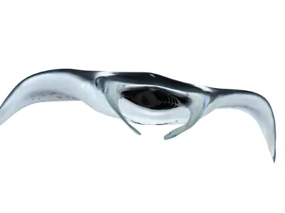 Giant Manta Ray Low-poly 3D model