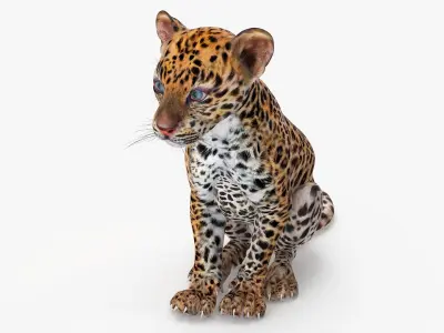 Leopard Cub Sitting Pose 3D model