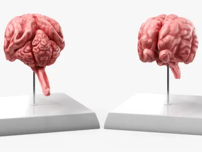 Feline Brain Anatomy Model with Metal Stand Pink 3D model