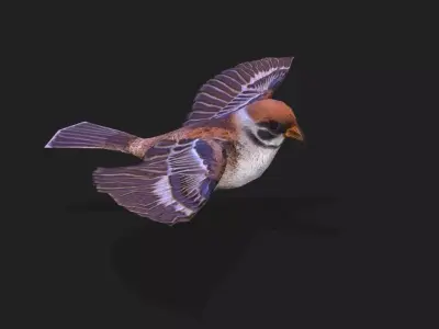 Sparrow  with 256 frames of action  Low-poly 3D model