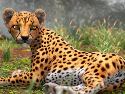 Cheetah Cub Lying Pose 3D model