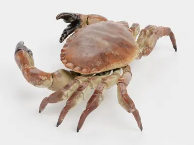 Edible Crab Rigged 3D model