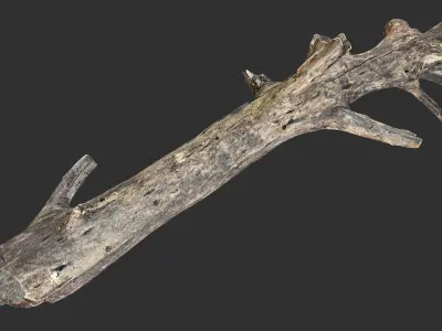 Tree trunk 3D scan 3D model