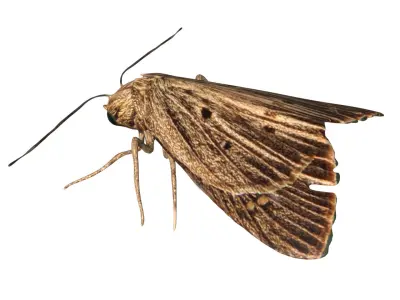 Moth butterfly Low-poly 3D model