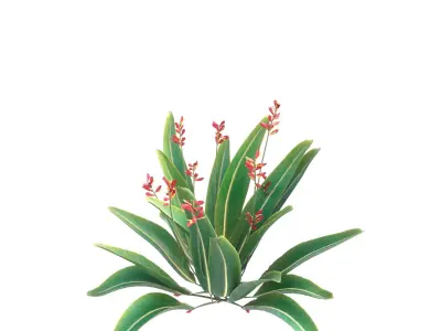 Bird of paradise flower plants 3D model