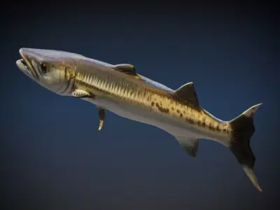 Barracudas 3D model purchase