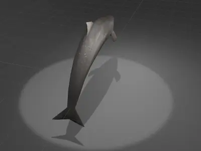 Dolphin with light shining Low-poly 3D model