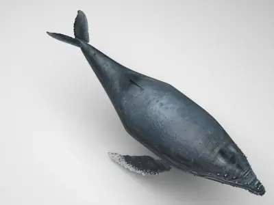 Humpback Whale 3D model get