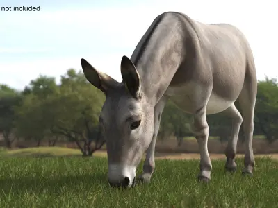  Rural Donkey Grazing Pose 