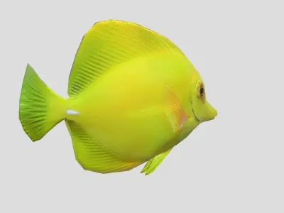 yellow tang Realistic Animated Low-poly 3D model purchase