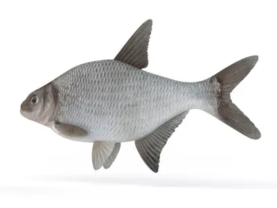 Bream Fish 3D model buy