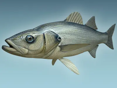 Seabass Fish 3D model order