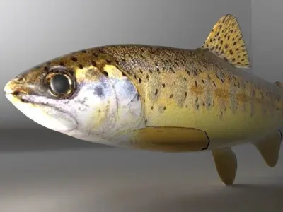 Fish Series 01 Low-poly 3D model