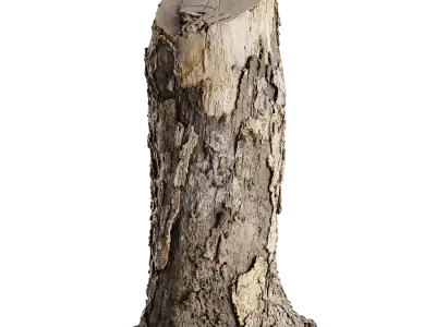 Medium Cut Flaking Stump Model 