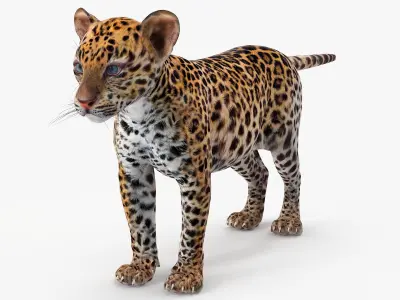 Leopard Cub Standing Pose 3D model