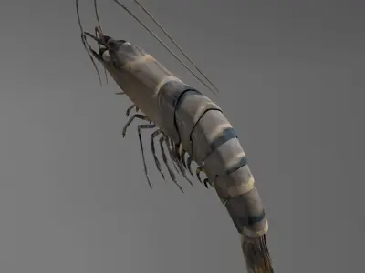 Shrimp 3D model get