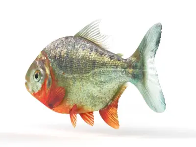 Piranha fish 3D model buy
